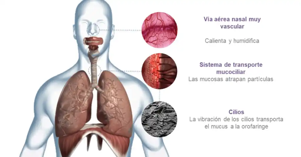 Desmitificar la humidificacion en la UCI Diagram Spanish Armstrong Medical | Medical Device Manufacturer